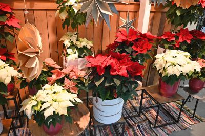 advent prauser07 advent prauser07