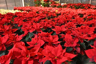 advent prauser12 advent prauser12